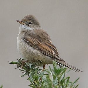 Common Whitethroat